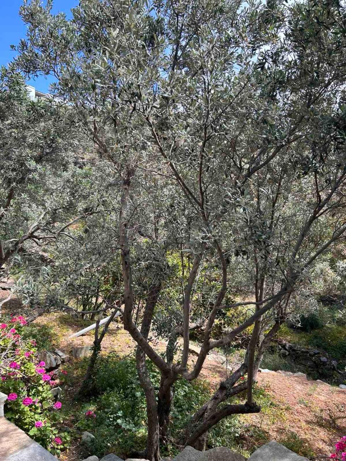 Grandpa Simos' Traditional Guest House Agios Romanos المظهر الخارجي الصورة